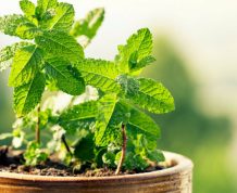 Herbs for Infertility