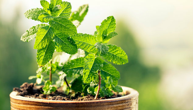 Herbs for Infertility