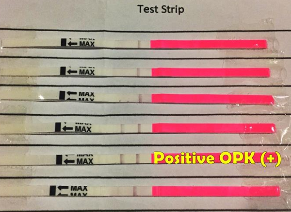 Ovulation Predictor Kit strips