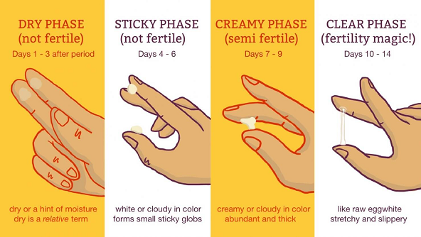 Tracking ovulation by checking cervical mucus