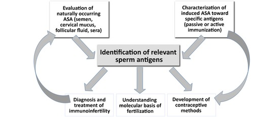 anti-sperm antibodies
