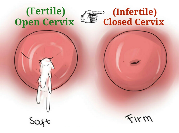 how to check cervical position to pinpoint ovulation