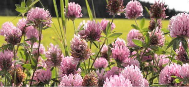 red clover for women trying to conceive