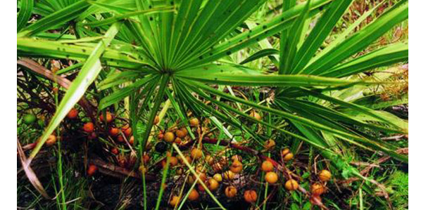 saw palmetto for male fertility