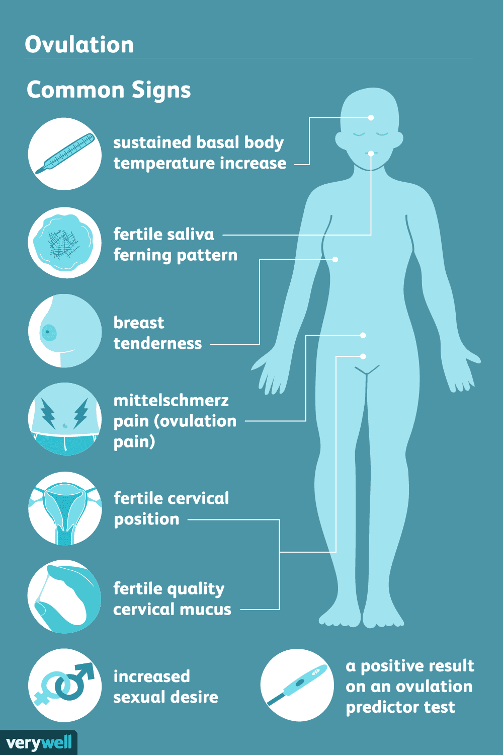 ovulation symptoms